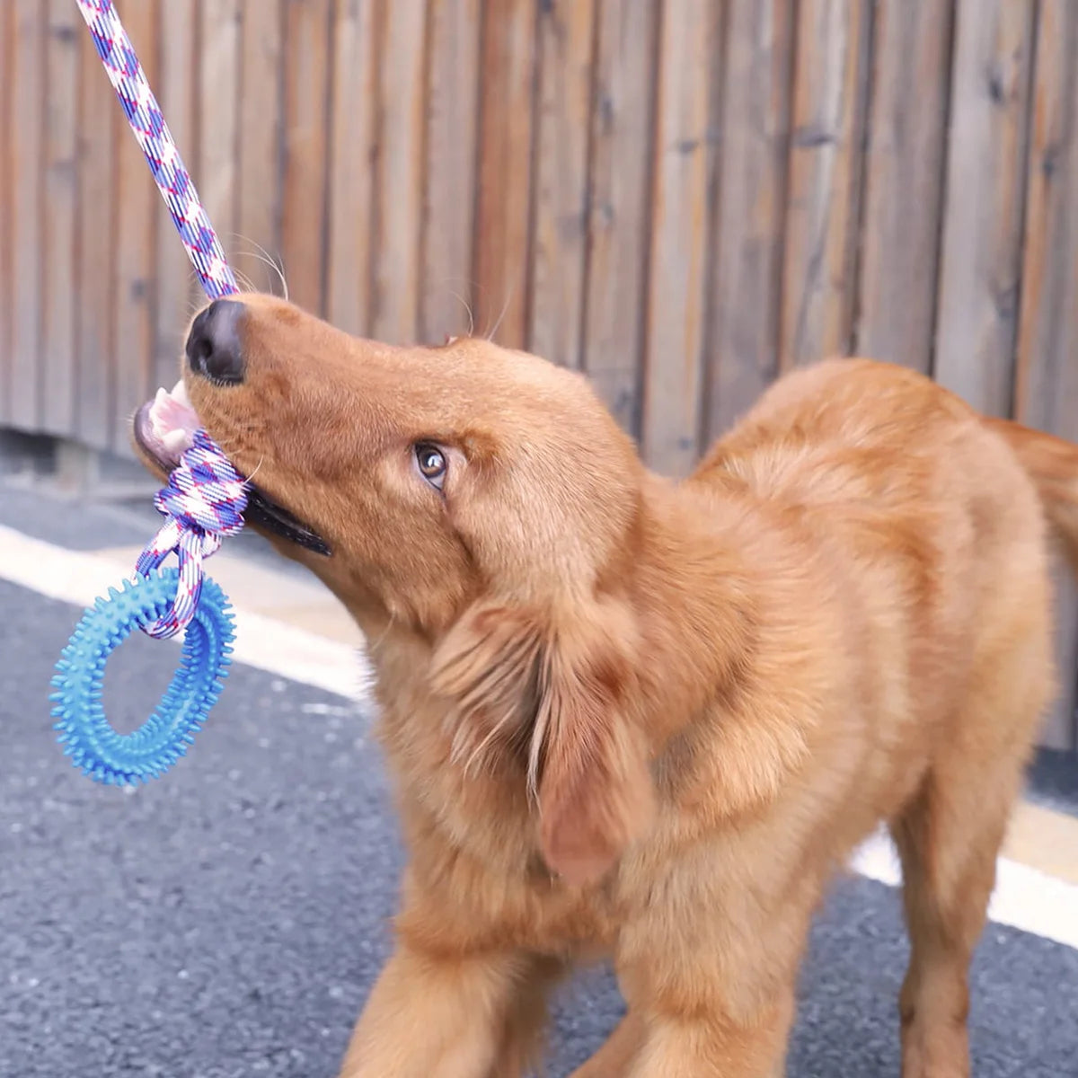Tuggy Dog Training You