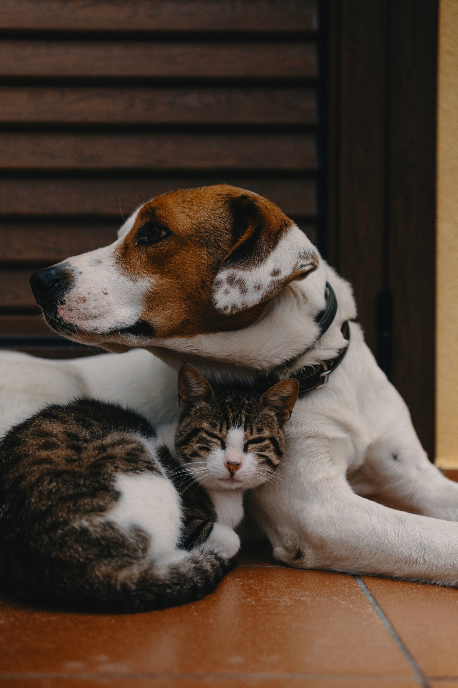 Furry Friend Finds