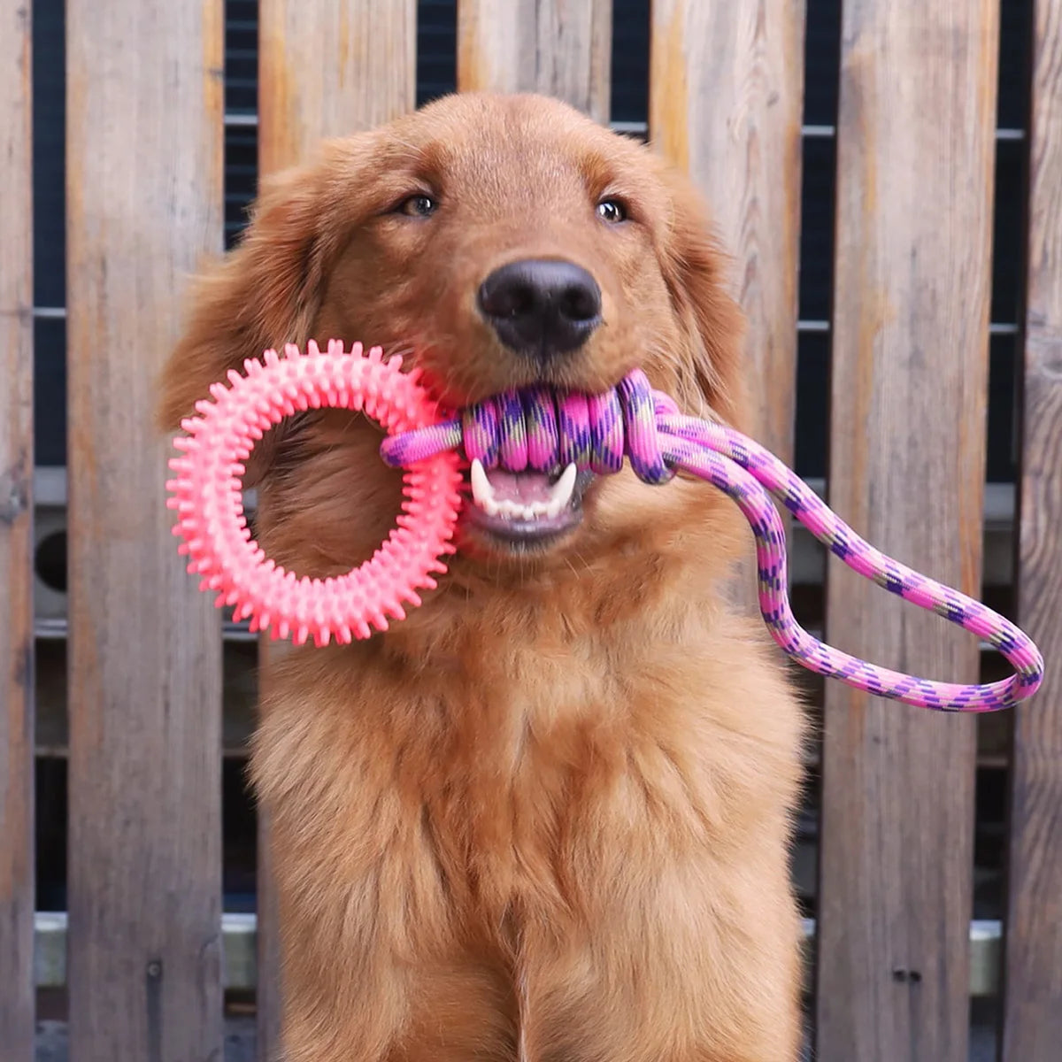 Tuggy Dog Training You