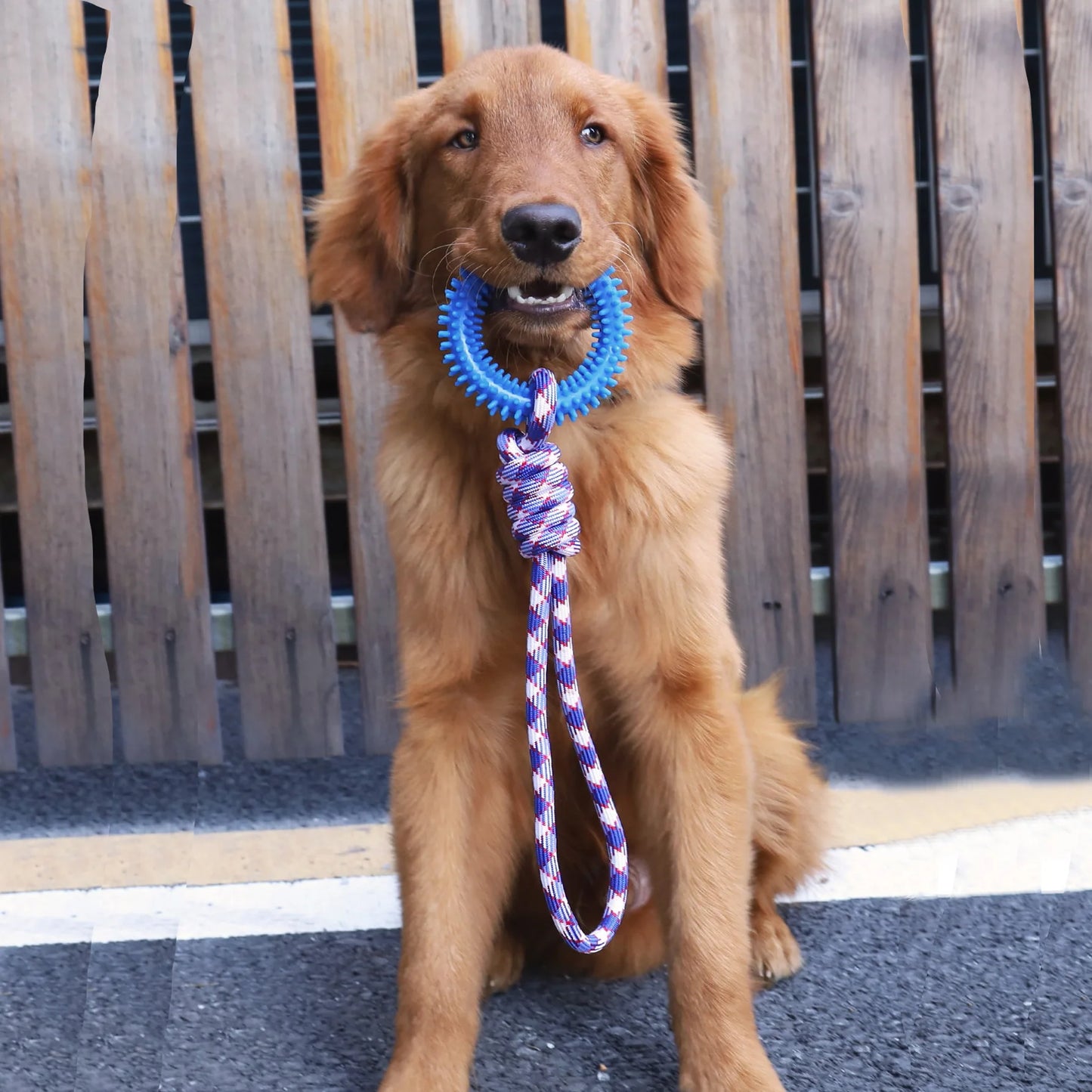 Tuggy Dog Training You