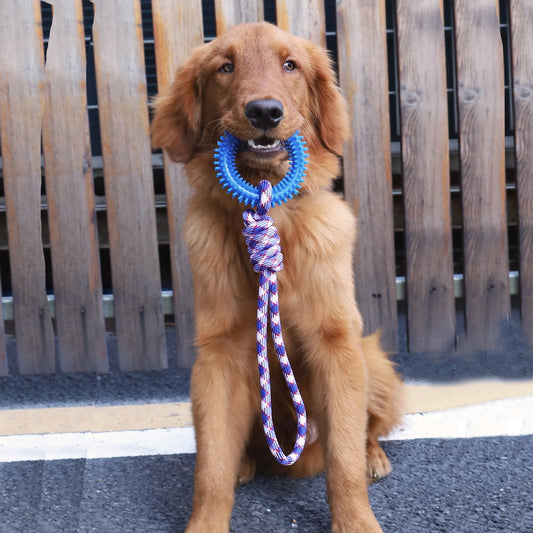 Tuggy Dog Training You